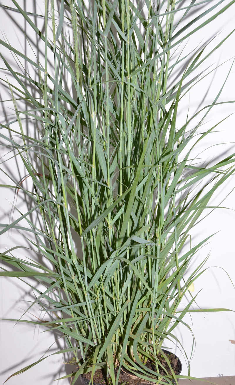 Riesen Rutenhirse Panicum virgatum Prairie Sky
