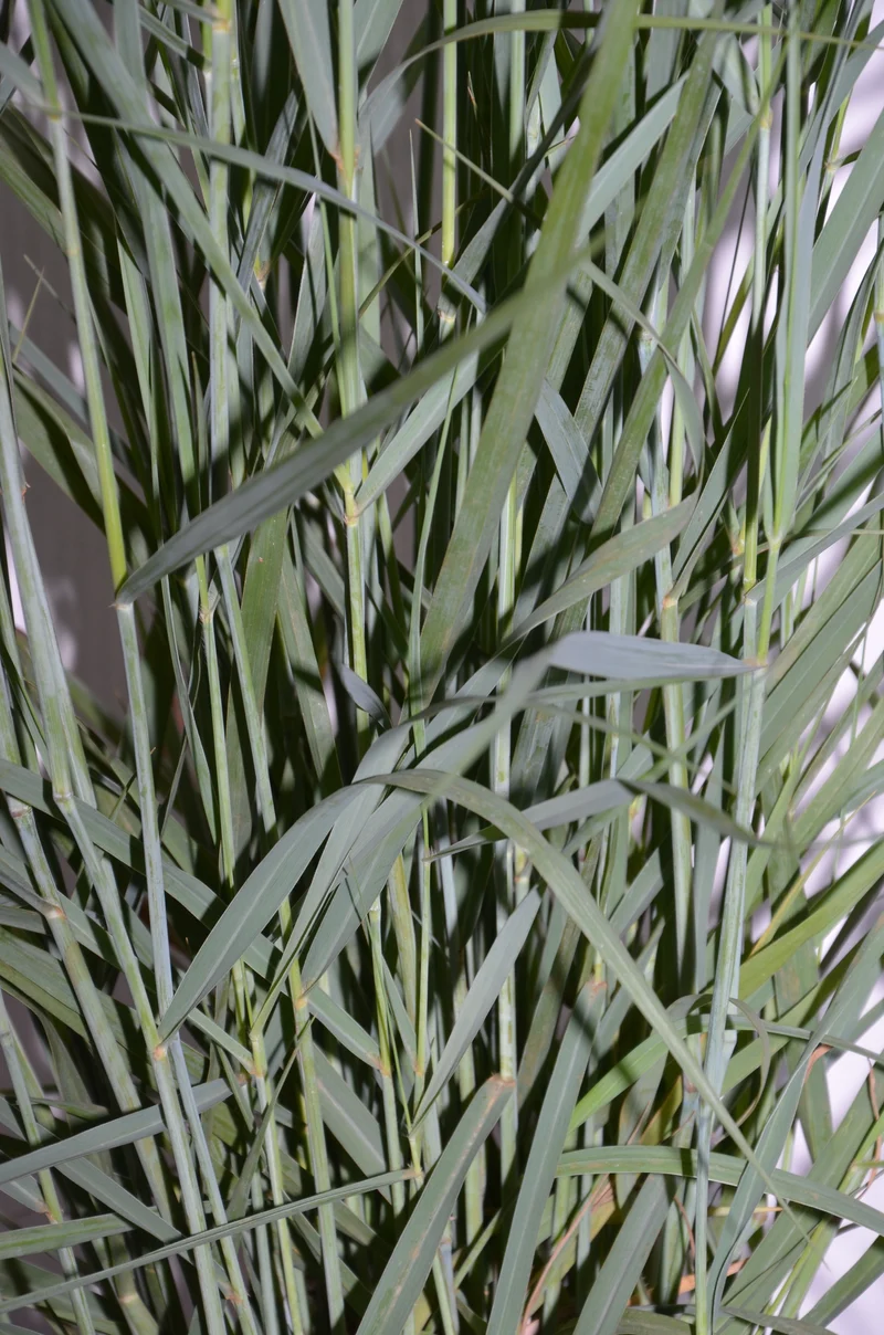 Riesen Rutenhirse Panicum virgatum Prairie Sky