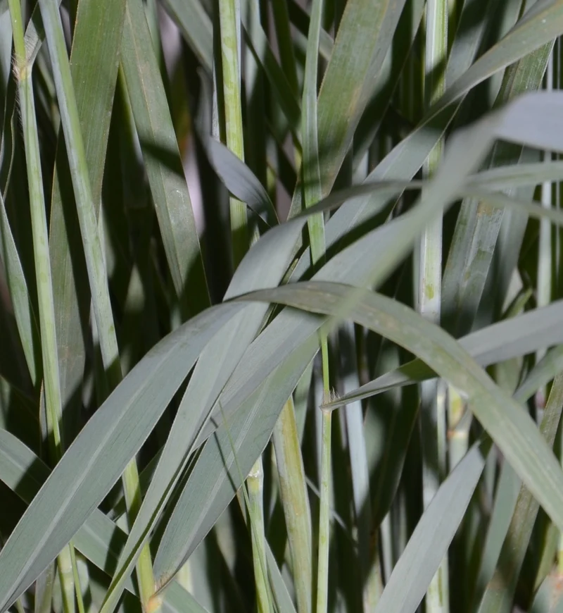 Riesen Rutenhirse Panicum virgatum Prairie Sky