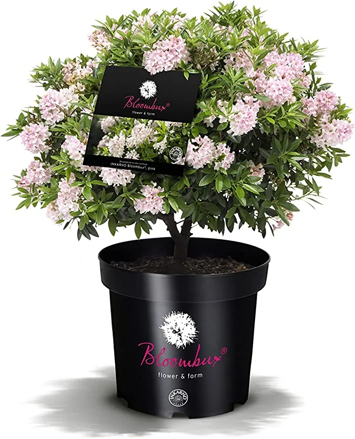 !!WELTNEUHEIT!! Bloombux® flower & form by INKARHO®