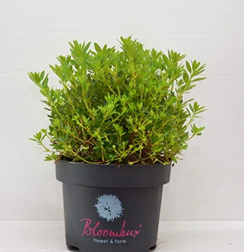 !!WELTNEUHEIT!! Bloombux® flower & form by INKARHO®