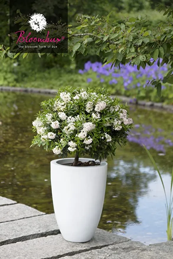 !!WELTNEUHEIT!! Bloombux® flower & form by INKARHO®