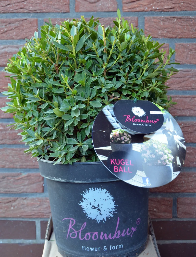 !!WELTNEUHEIT!! Bloombux® flower & form by INKARHO®