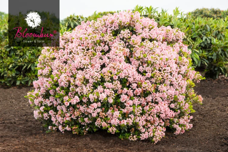 !!WELTNEUHEIT!! Bloombux® flower & form by INKARHO®