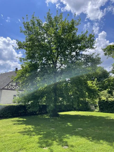 Stieleiche - Baum des Jahres 1989