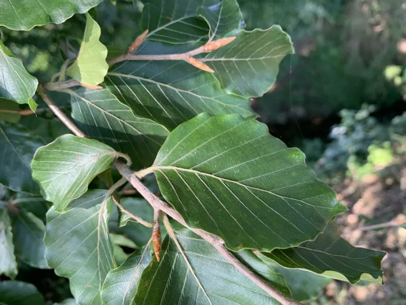 Rotbuche - Baum des Jahres 1990/2022