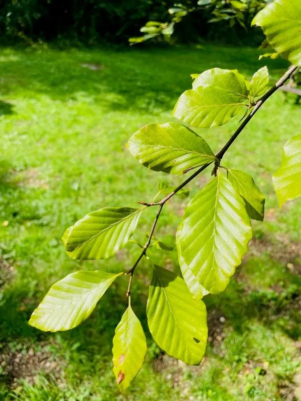 Rotbuche - Baum des Jahres 1990/2022