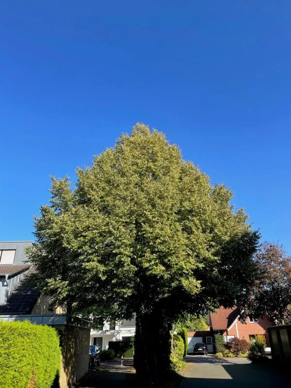 Sommerlinde - Baum des Jahres 1991
