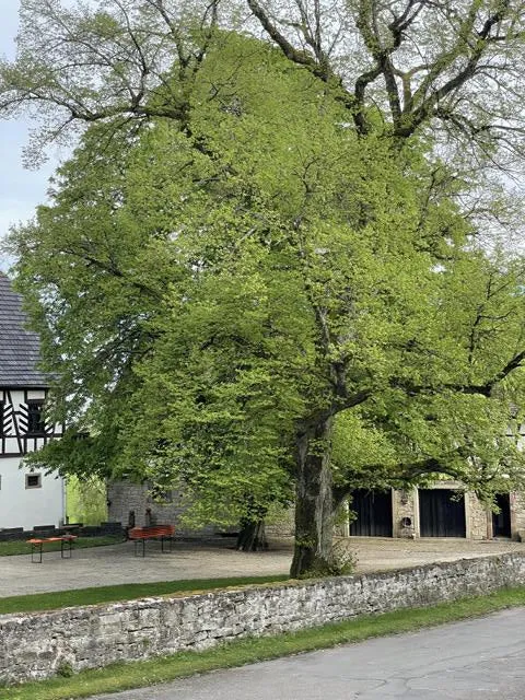Sommerlinde - Baum des Jahres 1991