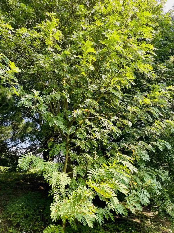 Speierling - Baum des Jahres 1993