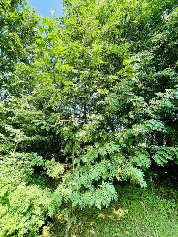 Speierling - Baum des Jahres 1993