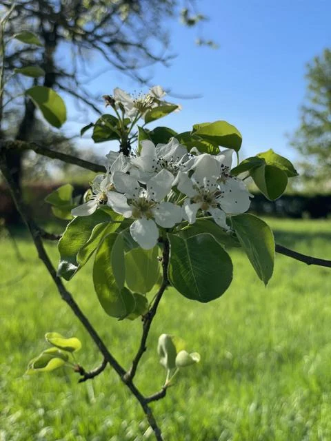 Allergikerapfel Wellant