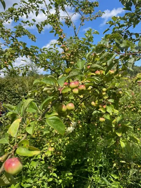Herbstapfel Braeburn