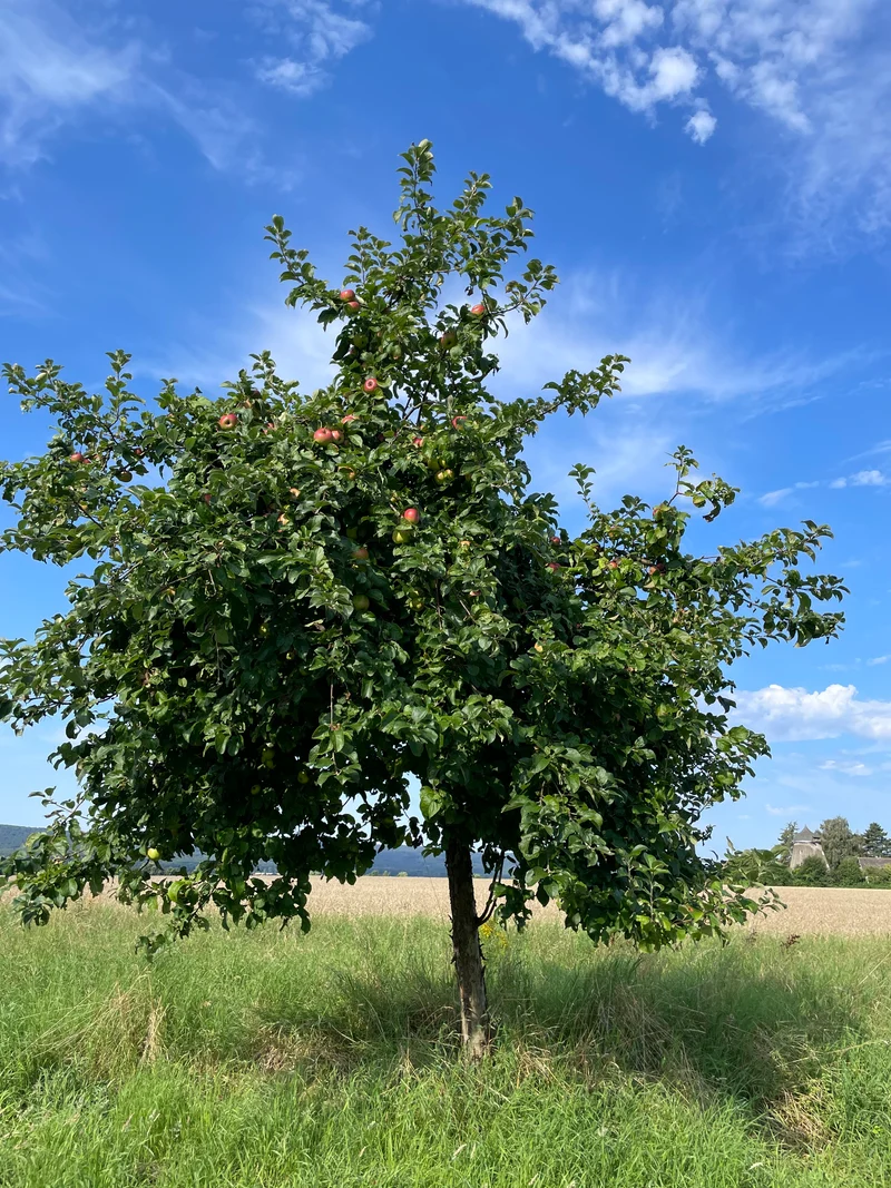 Herbstapfel Braeburn