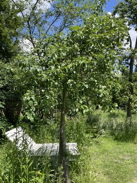 Herbstapfel Braeburn