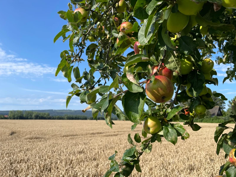 Herbstapfel Holsteiner Cox