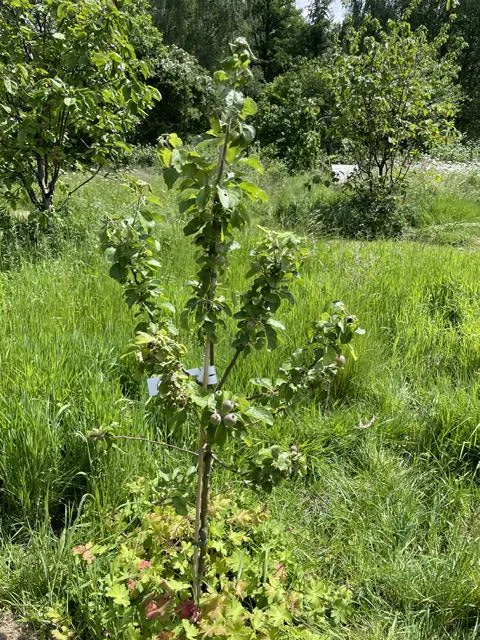 Herbstapfel Holsteiner Cox