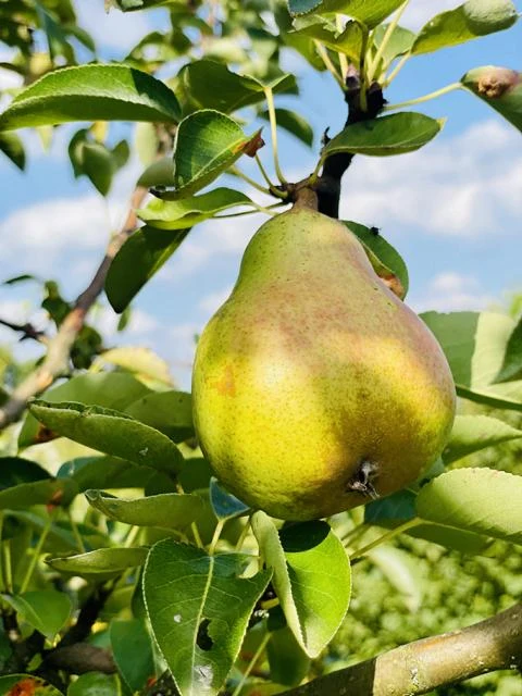 Winterbirne "Köstliche von Charneux"