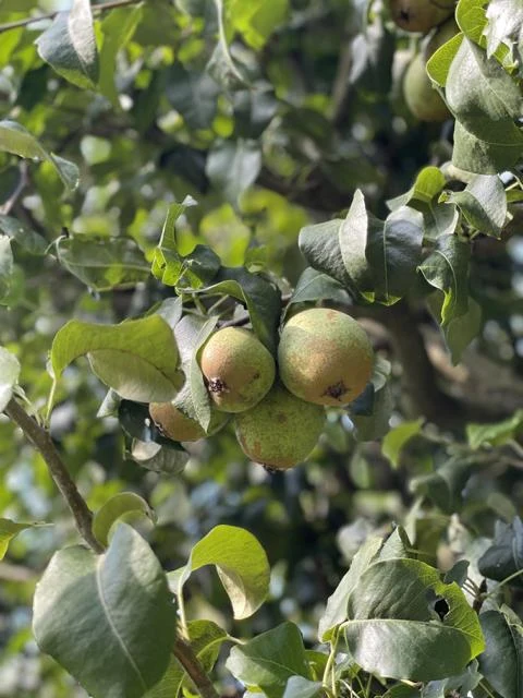 Winterbirne "Köstliche von Charneux"