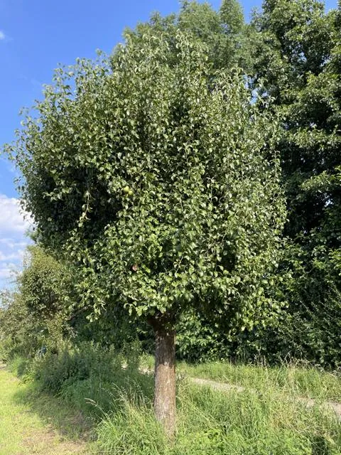 Winterbirne "Köstliche von Charneux"