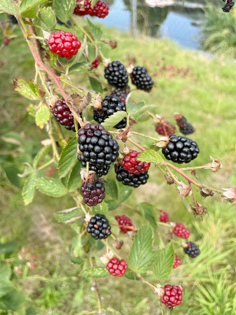 Brombeere - Topf/Containerpflanzen