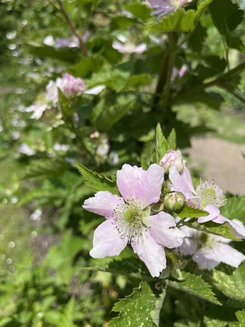 Brombeere - Topf/Containerpflanzen