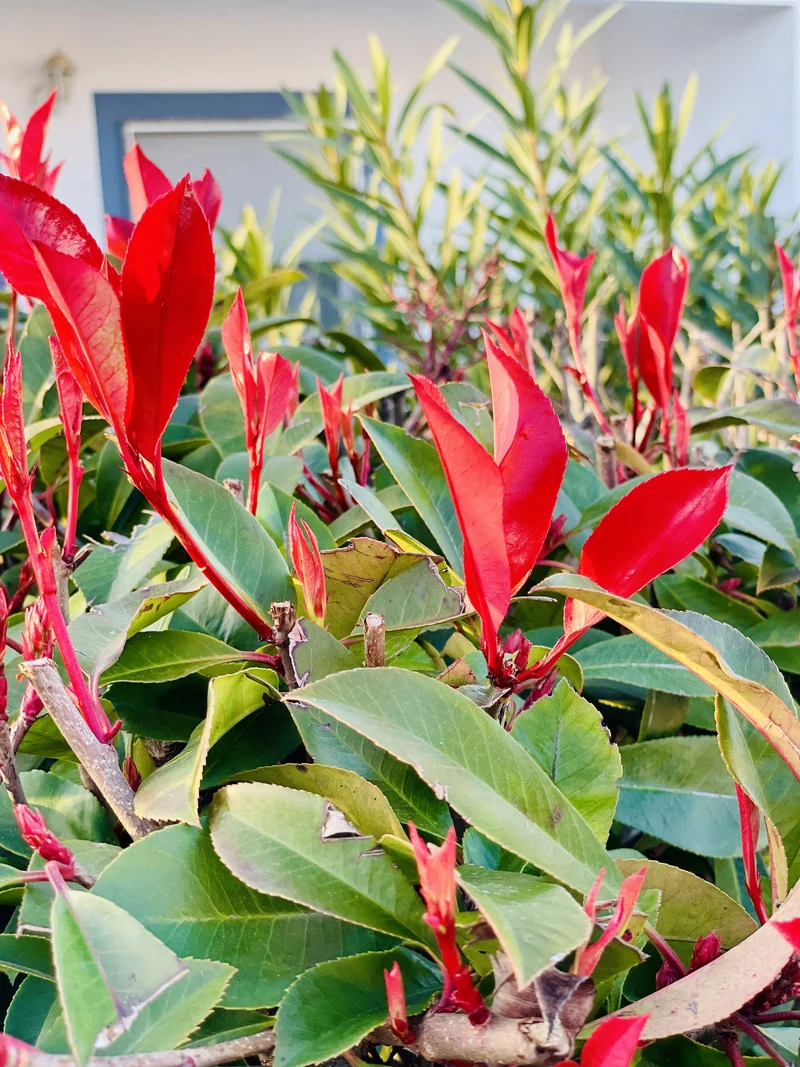 Rote Glanzmispel 'Red Robin' - Containerpflanzen