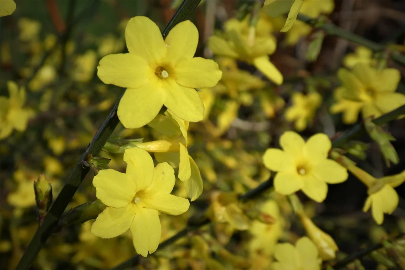 Winterjasmin -Topf-/Containerpflanzen