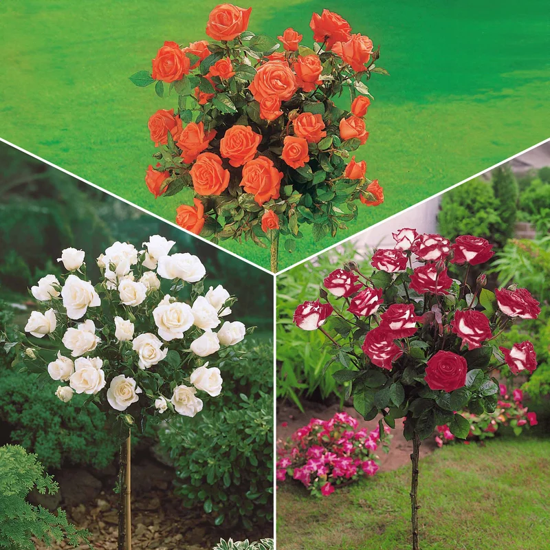 Hochstammrosen-Kollektion 'Ramona', 'Korbin', 'Osiria' (x3)