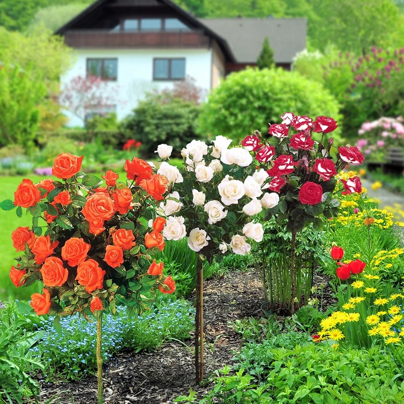 Hochstammrosen-Kollektion 'Ramona', 'Korbin', 'Osiria' (x3)