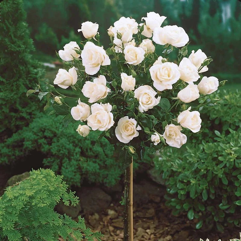 Hochstammrosen-Kollektion 'Ramona', 'Korbin', 'Osiria' (x3)