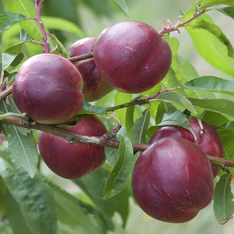 Nektarinenbaum Nectared