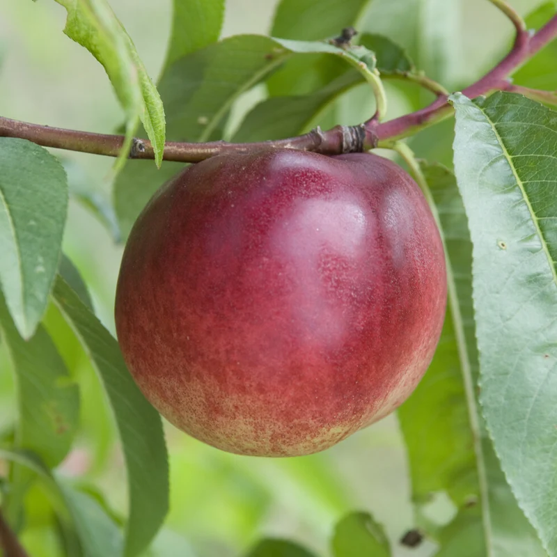 Nektarinenbaum Nectared