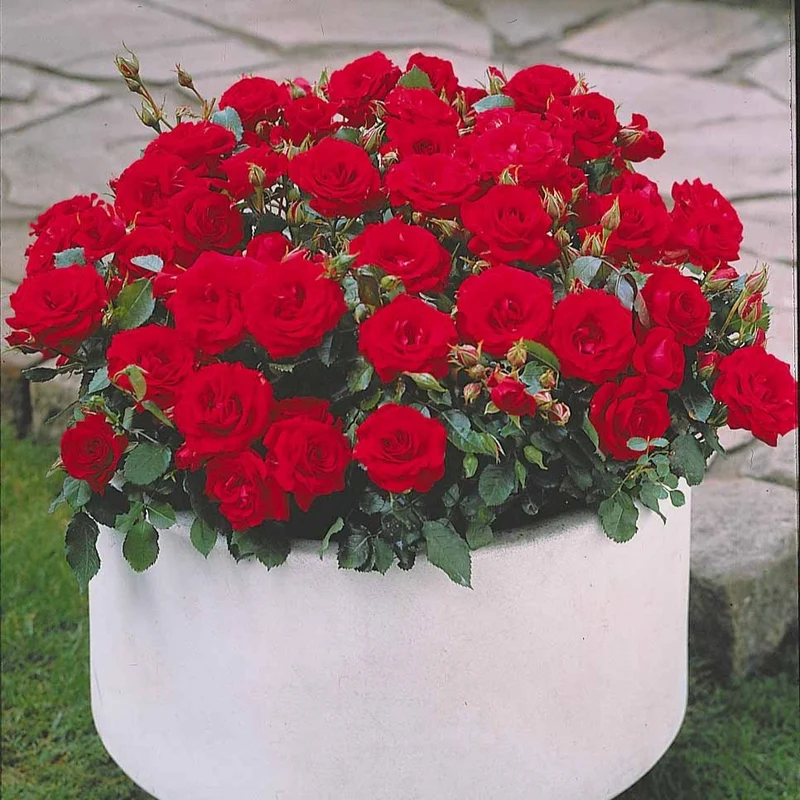 Randilla-Mini-Rosen: rot + gelb + rosa (x3)