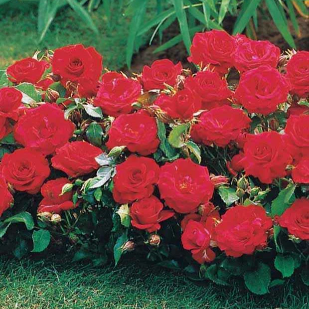 Randilla-Mini-Rosen: rot + gelb + rosa (x3)