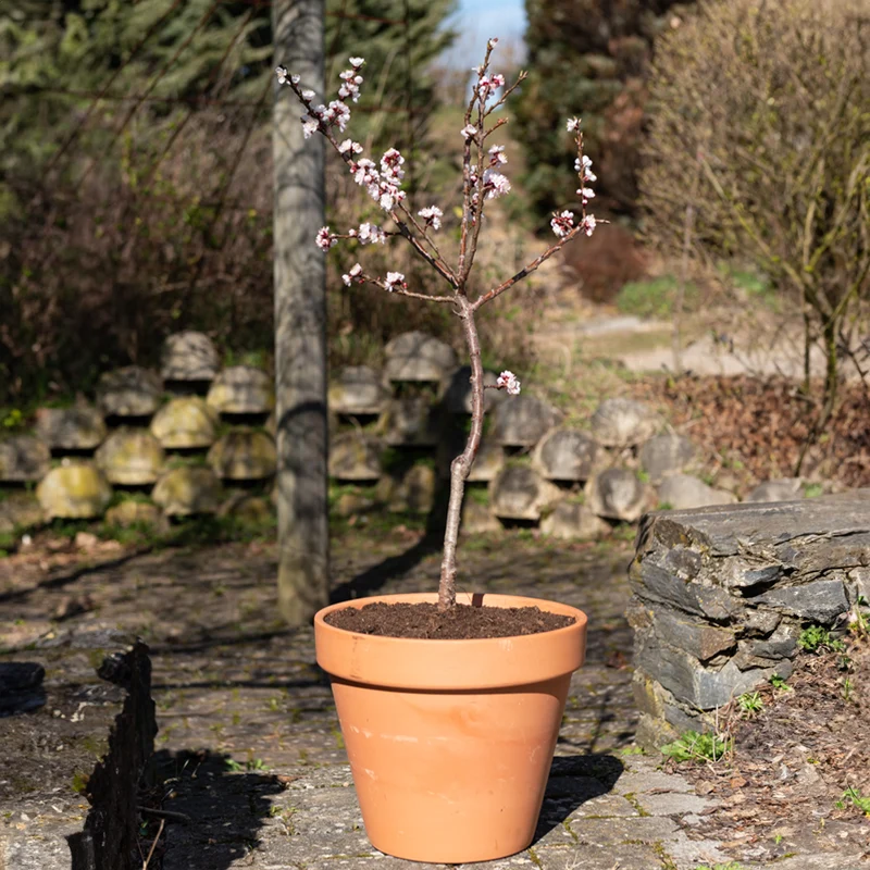Zwergaprikose ‘Aprigold’