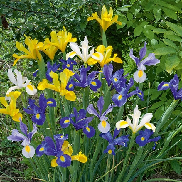 Holländische Iris Mischung 'Dutch Garden' (x50)