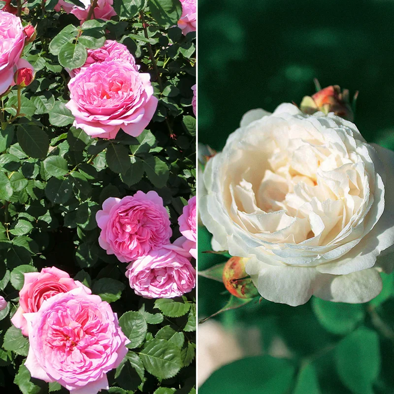 Englische Rosen Kollektion (x2)