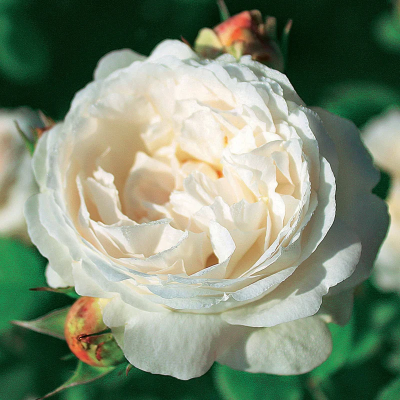 Englische Rosen Kollektion (x2)
