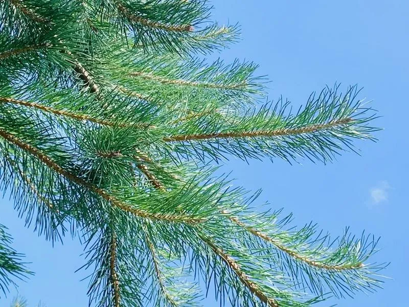 Kiefer - Baum des Jahres 2007