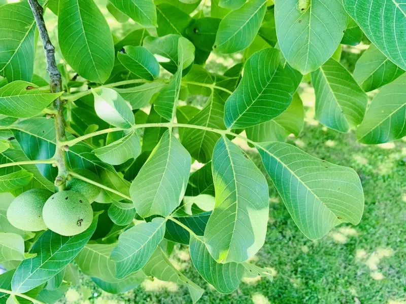 Walnuss - Baum des Jahres 2008