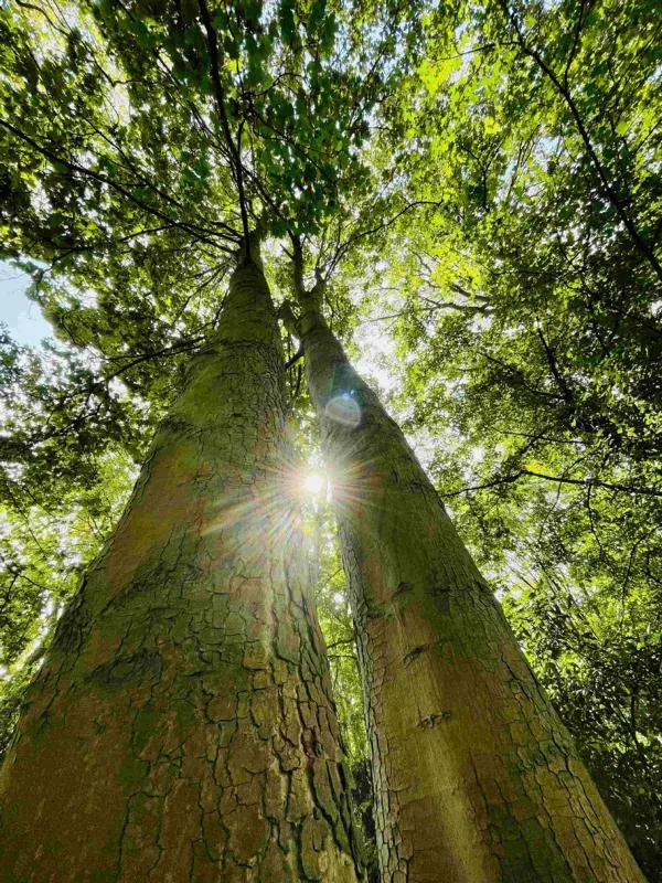 Bergahorn - Baum des Jahres 2009