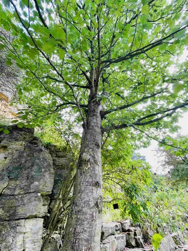 Elsbeere - Baum des Jahres 2011