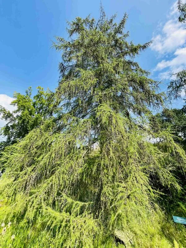 Lärche - Baum des Jahres 2012