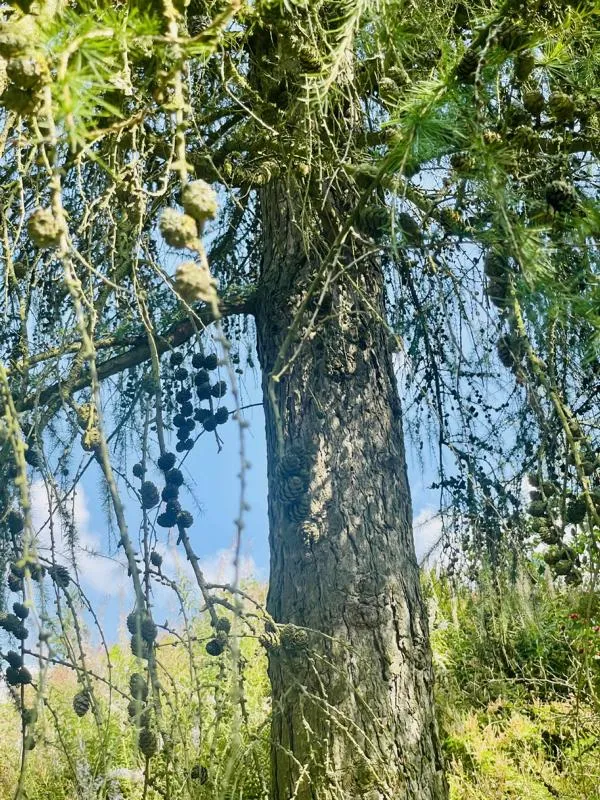Lärche - Baum des Jahres 2012