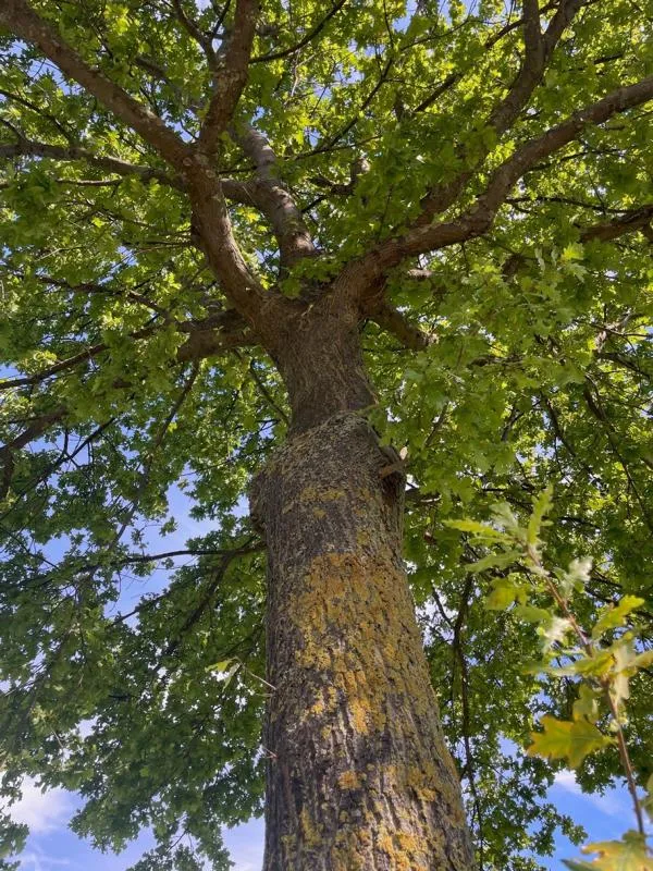 Traubeneiche - Baum des Jahres 2014