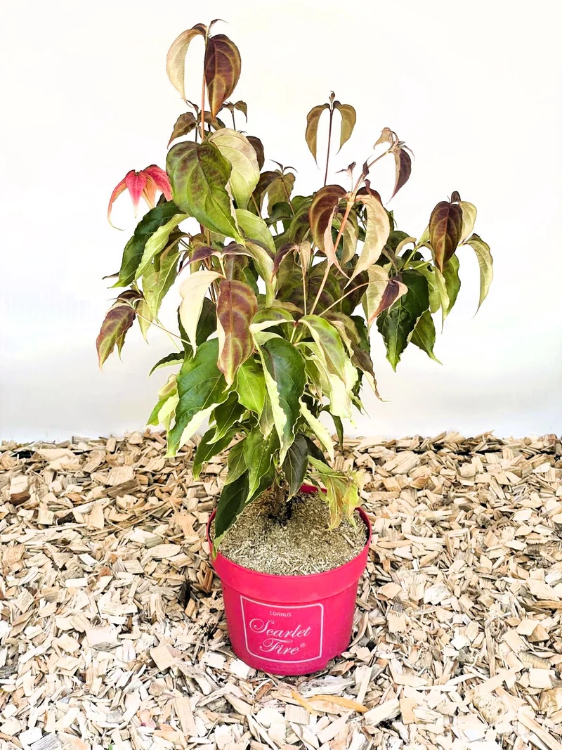 Japanischer Blumen Hartriegel Scarlet Fire - Topf-/Containerpflanzen