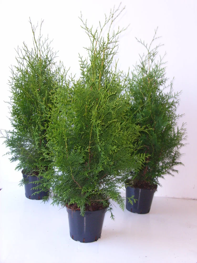 Brabant Lebensbaum - Thuja occidentalis ‘Brabant’