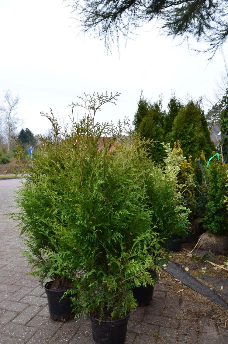 Brabant Lebensbaum - Thuja occidentalis ‘Brabant’