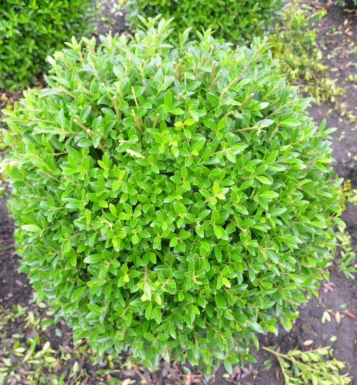 japanische Hülse Ilex crenata Blondie Kugel